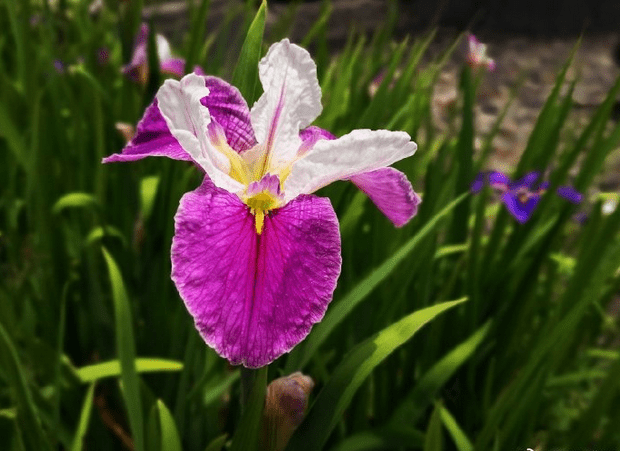 【bsports必一网页版】优美的古代短句谈心情 优美感人的句子(图3)