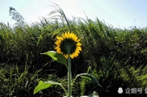 bsports必一网页版